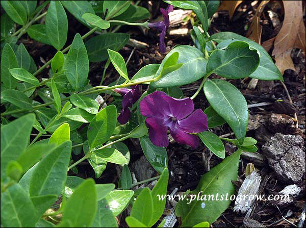 Vinca minor "Burgundy"